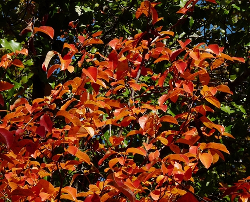 {Pseudocydonia sinensis}